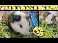 guinea pig sale in kolkata 8144225100 Catofvillage