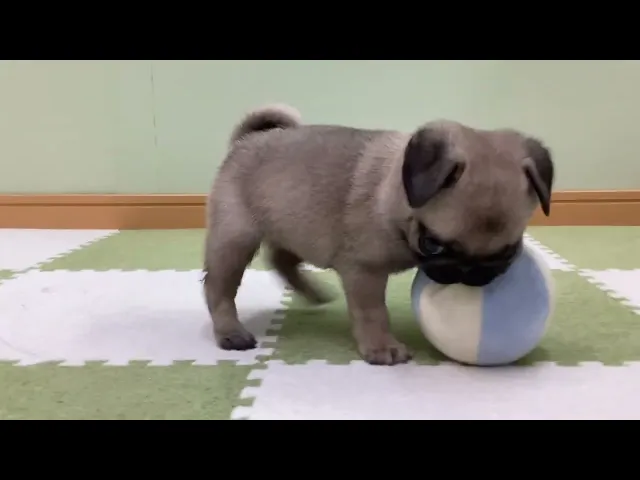 動画