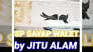 suwara panggil burung walet sp sayap walet