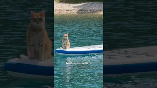 Nothing to see here…🐾😂 but how did he do it?! 👀  #Boatcat #SailingLife #cats #cat