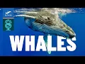 Lightning Talks Whales