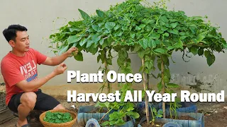 Don’t Throw Away Old Plastic Bottles! Grow Vegetables This Way for Year Round Harvests
