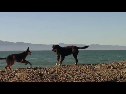 OLD DOG TRAILER