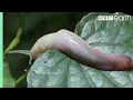 Ants Devour Slug Alive! | Natural World: Ant Attack | BBC Earth