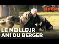 Lagu Les bergers du Caucase, la passion d’un moine | 360° Reportage | ARTE Family
