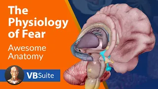 Visible Body The Physiology Of Fear 