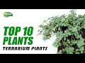 Top 10 Best Terrarium Plants For Your Terrarium