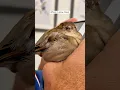 Download Lagu This kind man saved a sparrow and lovingly raised it