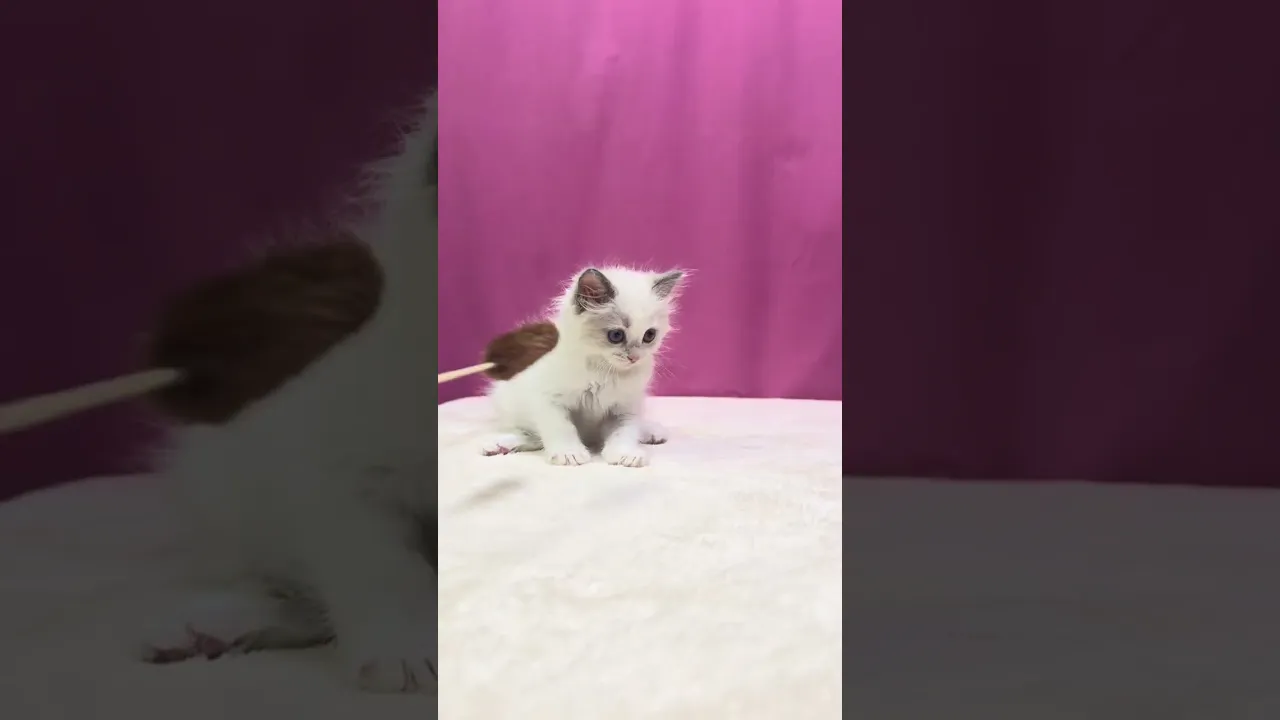 動画