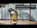 Download Lagu CUCAK JENGGOT BETINA GACOR CREWET