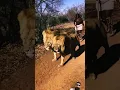Download Lagu loin walk #lionspride #lion #safari #lionsonly #wildlife #animals #africa #lionking #animal #culture