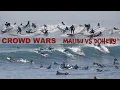 CROWD WARS Malibu vs Doheny