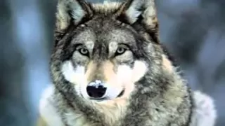 Sacred Spirits Ly O Lay Ale Loya 