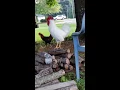 Download Lagu Ayam Jantan Leghorn Putih Berkokok dan Berlenggak-lenggok di Usia 16 Minggu