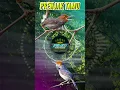 Download Lagu SUARA PRENJAK TAMU JERNIH JANTAN DAN BETINA #prenjaktamu #prenjakbetinangetir #suaraprenjak #burung