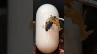 Cleaning AirPods Case Charging Port with Red Hot Glue