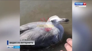 В Омской области проведут проверку по факту гибели чаек