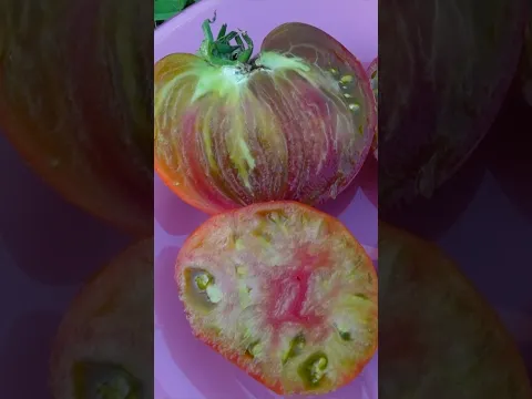 🍅томат МАЛАХИТОВАЯ ОРГАНЗА