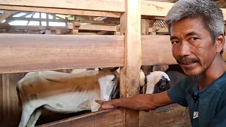 how to choose good garut sheep seeds