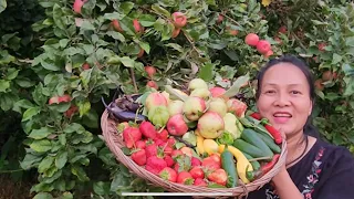 Hái bi ngòi ,dâu tây trái lớn,cà tím,cà trừng, bầu sao,Đạu cove,DẬU HÀ , BÍ ĐĨA BAY,,Nho tím,,,