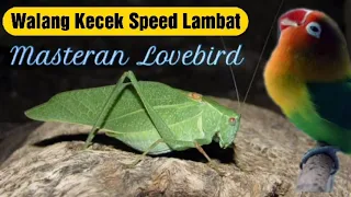 Download Walang Kecek Speed Lambat MP3