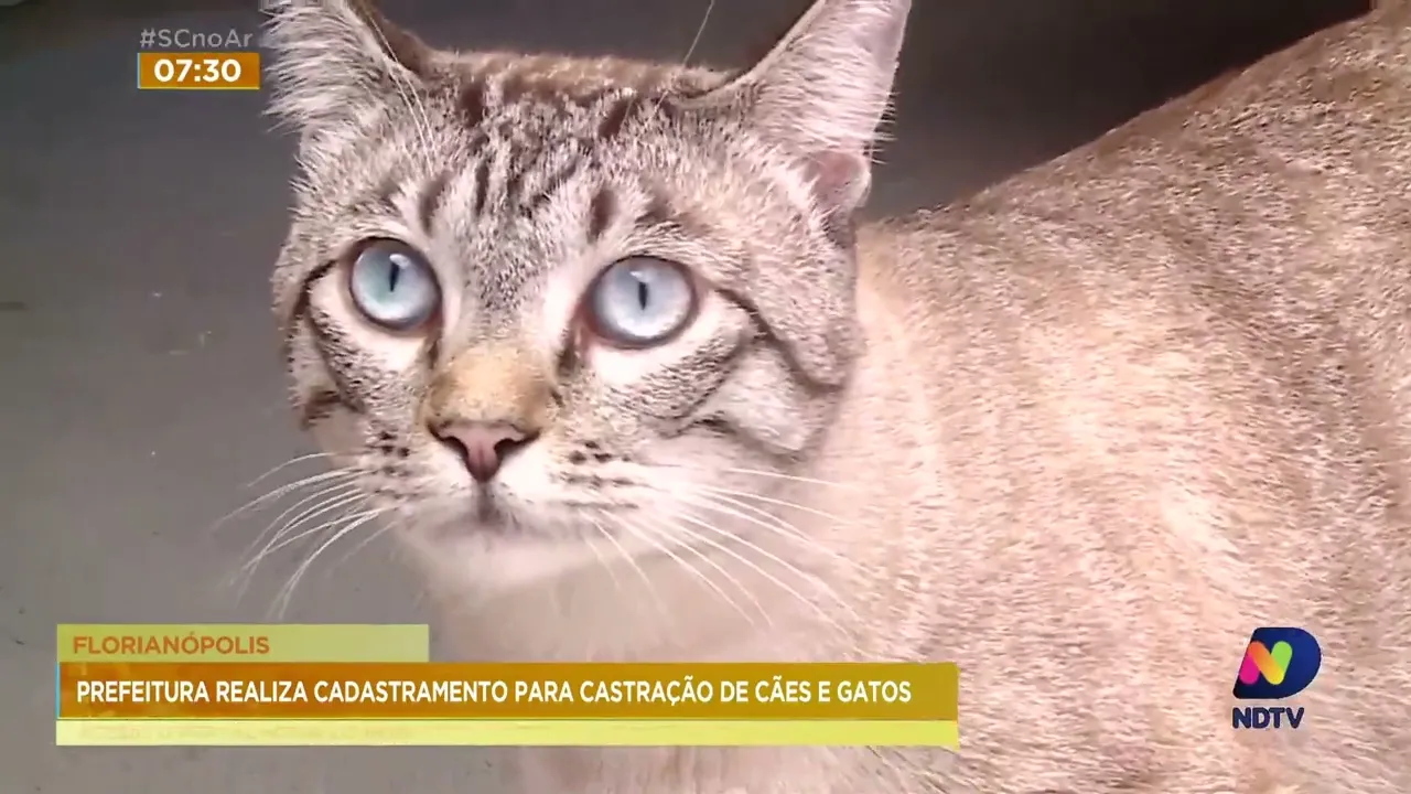 Mutirão de castração de cães e gatos está confirmado para semana que vem, em Florianópolis