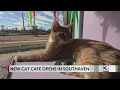 Go inside Mid-South s first cat cafe in Southaven
