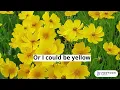 Download Lagu I could be every color you like - Stella Jang