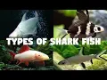 Download Lagu Types of Shark fish for Aquarium