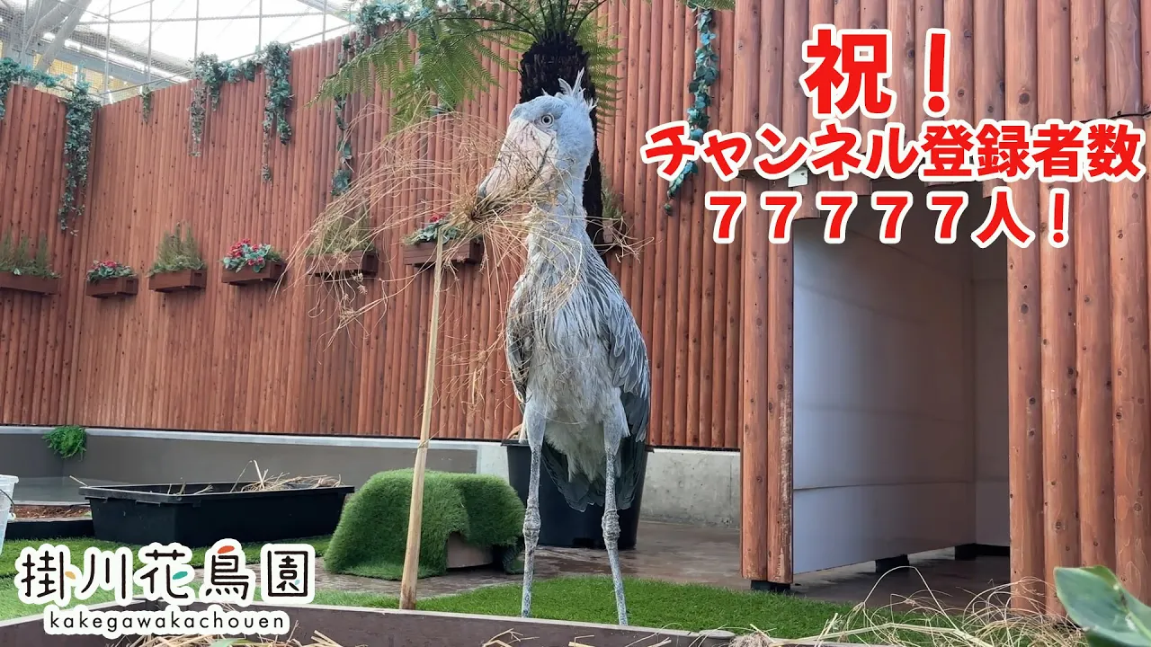 静岡 掛川花鳥園 入場Eチケット