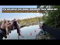 Download Lagu LIVE BAIT TO CONQUER WHITE AND BAUNG!! Fishing for wader and baung using maggot bait in Bogowonto