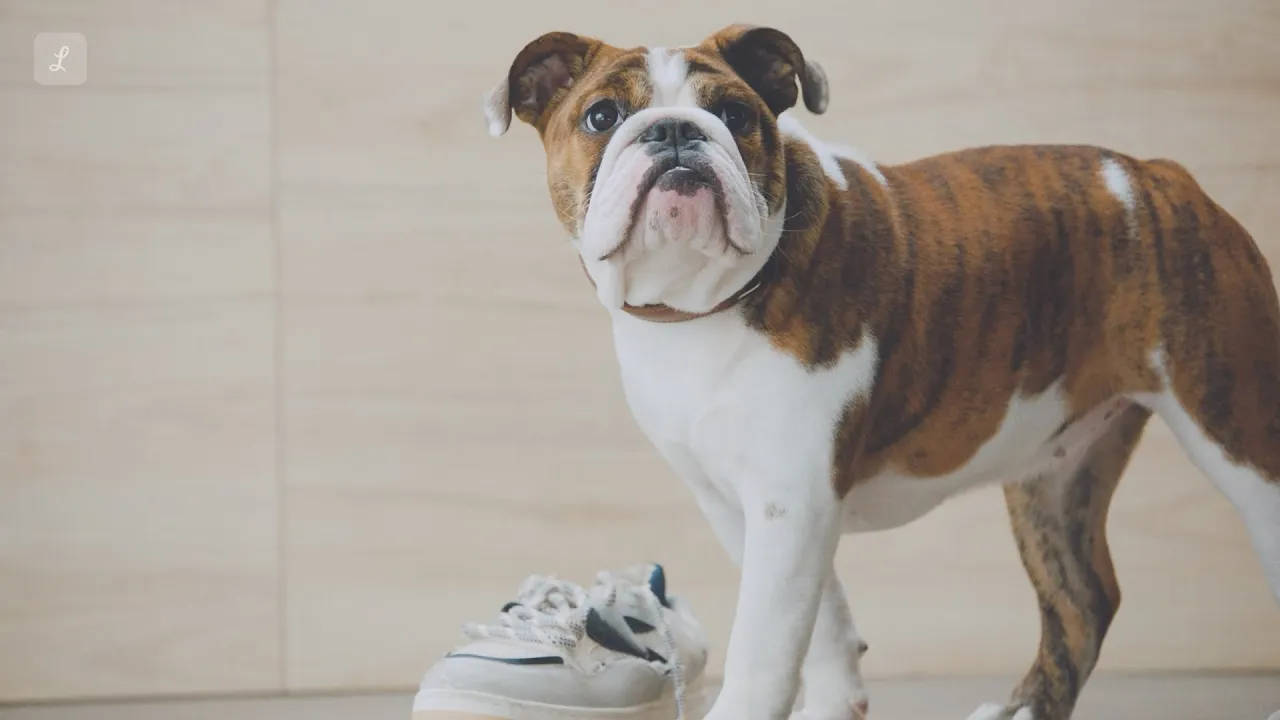 Lemonade — Lemonade - Pet Insurance (YouTube video ad)