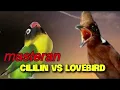 Download Lagu MASTERAN CILILIN SAMBUNG LOVEBIRD 