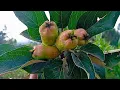 Download Lagu Wambugu Apples Regrets| Lessons from my Migori Off-grid Farm🇰🇪