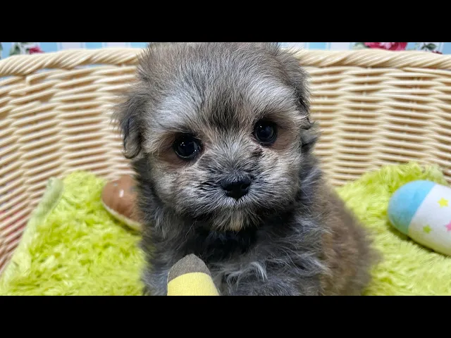 動画