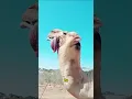 Why does a camel stick its stomach out