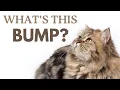 Cat Lumps and Bumps When to Worry and When to Wait