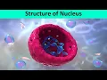Structure of Nucleus