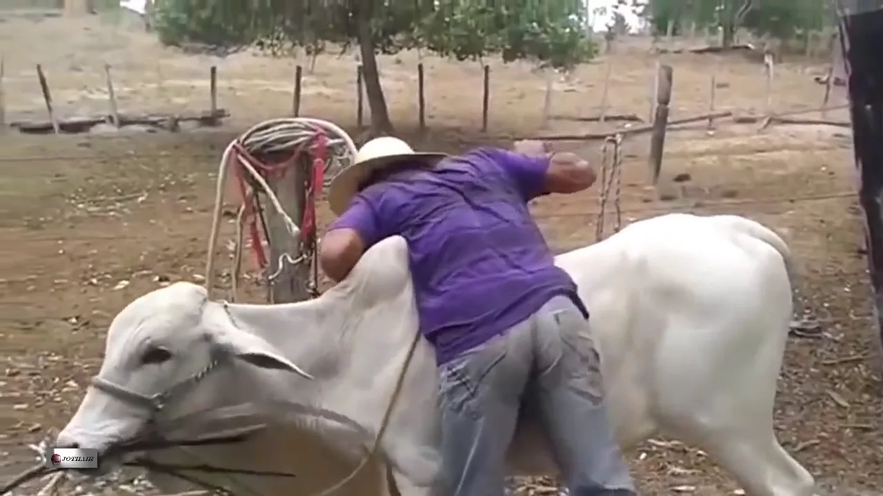 OS TOMBOS MAIS ENGRAÇADOS EM CAVALOS, BURROS E BOIS