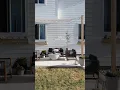 DIY canopy shade for under 100