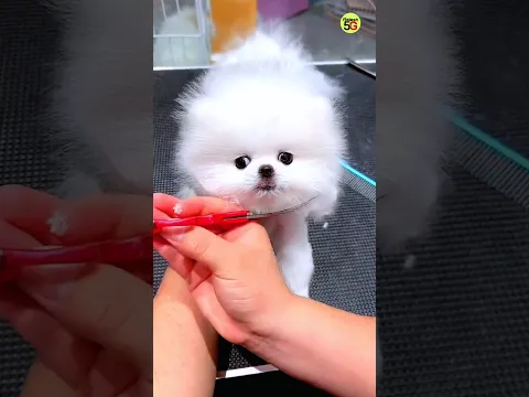 Cute Pomeranian puppy viral shorts video 2026 | puppy information #shorts #trending #india #puppy