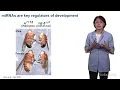 V. Narry Kim (IBS and SNU) 1: microRNA Biogenesis and Regulation