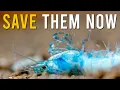 Your Aquarium Shrimp Are Dying Because Of These 8 DEADLY Mistakes