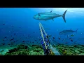 Download Lagu IKAN TUNA INI BESAR SEKALI SAMPAI KUWALAHAN DI BUAT NYA