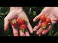 How To Pick Strawberries