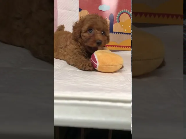 動画