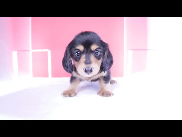 動画