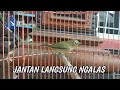 Download Lagu pleci betina bikin jantan ngamuk