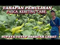 Download Lagu BIRD'S CHILI CONTINUES TO PRODUCE A LOT OF FRUIT AFTER BEING ATTACKED BY CURRENTS: UNDERSTAND THE...
