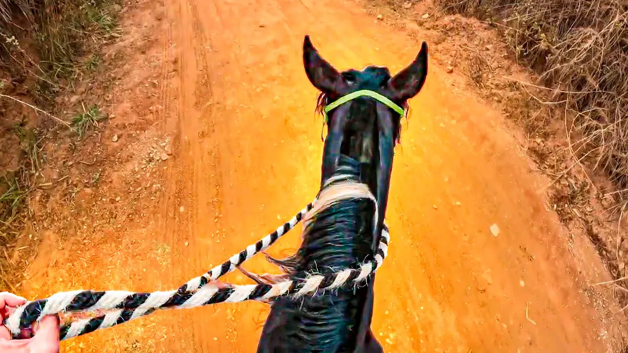 NOVO GARANHÃO Mangalarga na ESTRADA